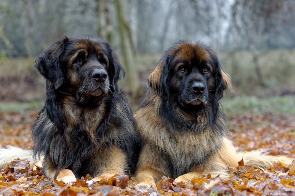 125 Fantastic German Dog Names for Your New Pup
