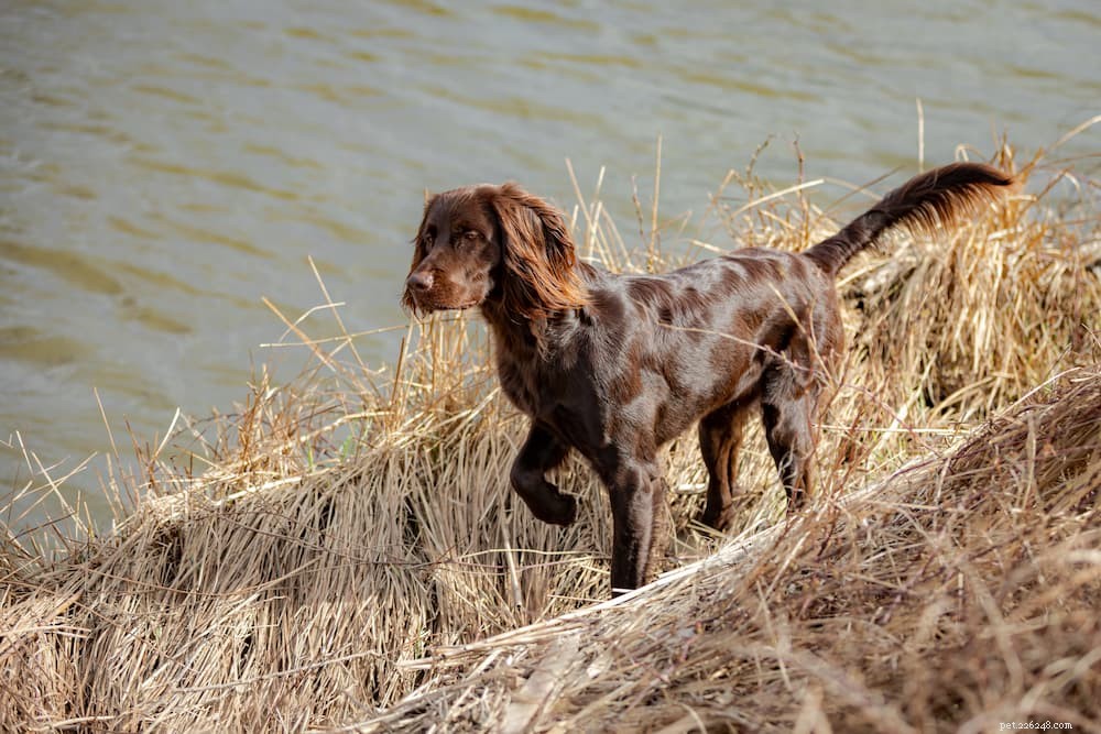 125 Fantastic German Dog Names for Your New Pup
