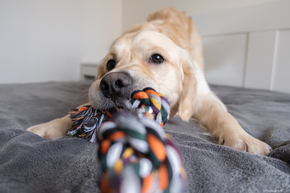 66 Powerful Names for Big Dogs That Match Their Size