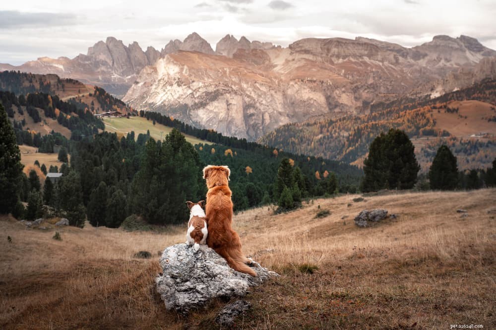 66 Powerful Names for Big Dogs That Match Their Size