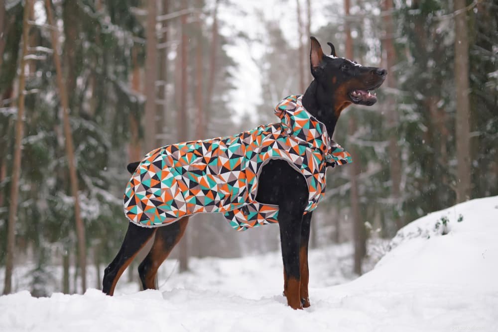 66 Powerful Names for Big Dogs That Match Their Size