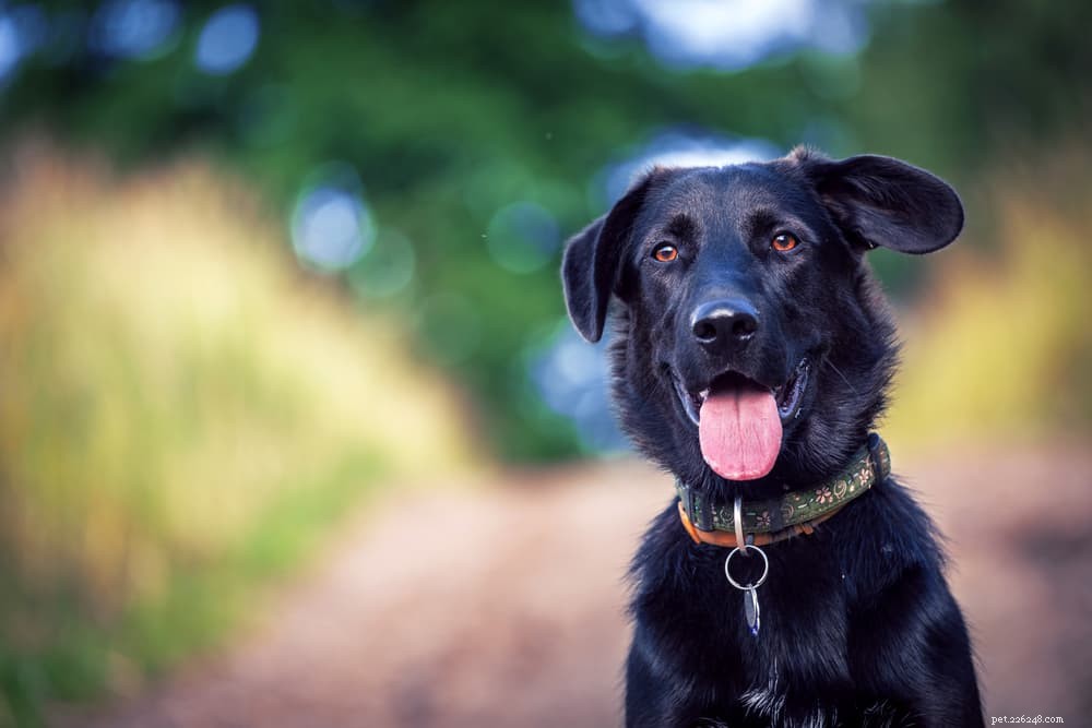 66 Powerful Names for Big Dogs That Match Their Size