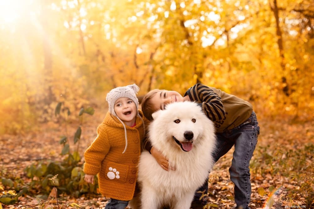 66 Powerful Names for Big Dogs That Match Their Size