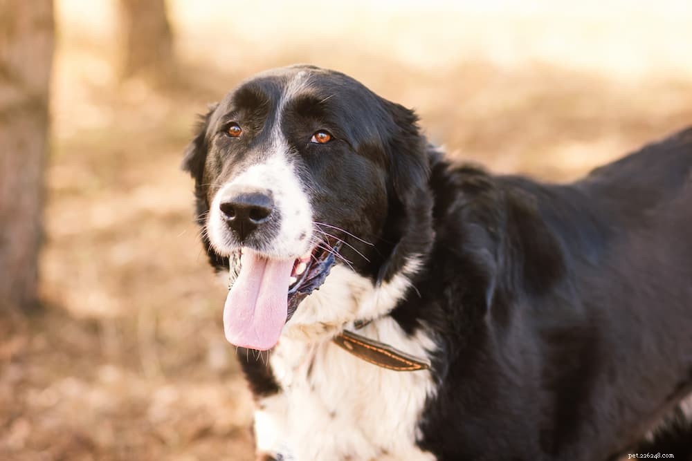 66 Powerful Names for Big Dogs That Match Their Size