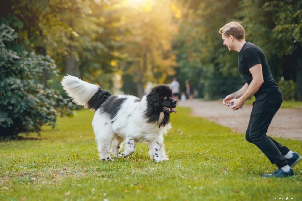 66 Powerful Names for Big Dogs That Match Their Size