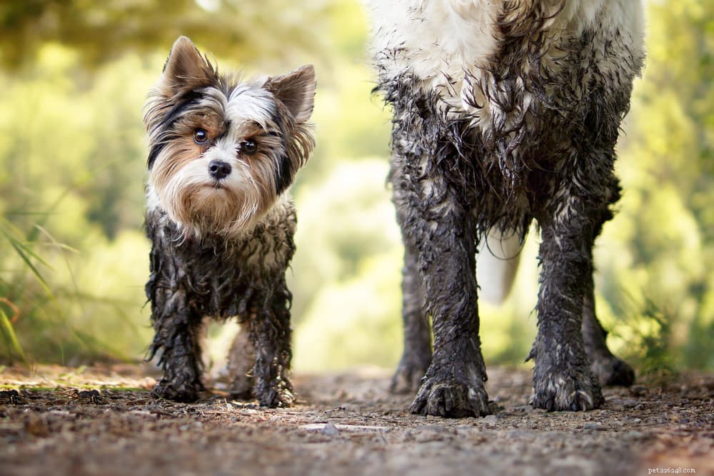 66 Powerful Names for Big Dogs That Match Their Size