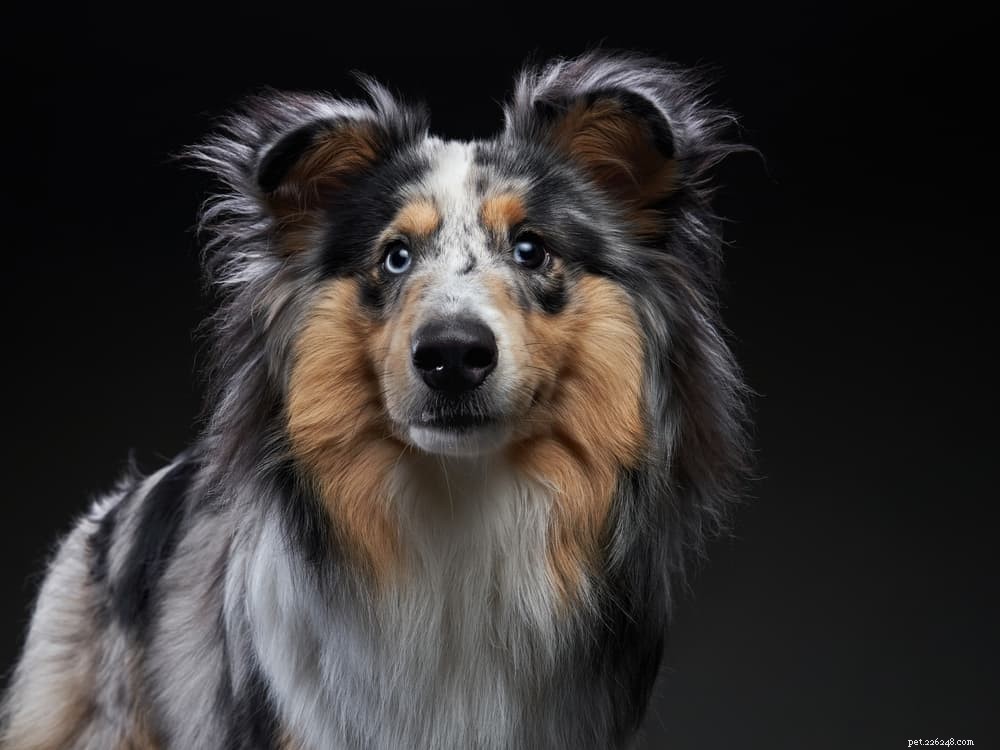 30 Powerful Female Dog Names for Strong Pups