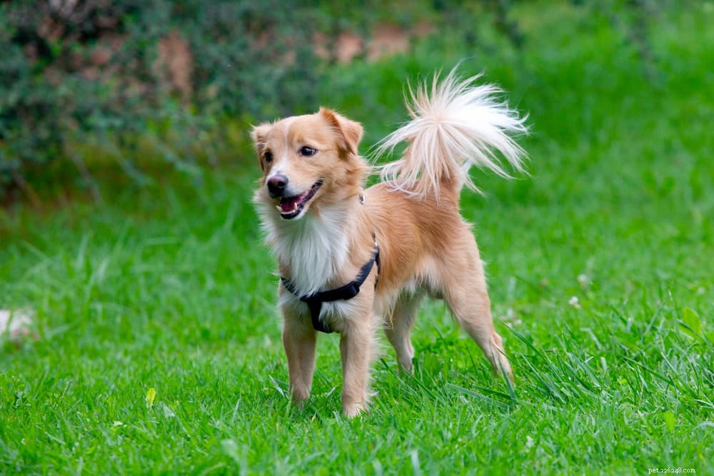 101 Unique Greek Dog Names: Mythical, Modern & Meaningful