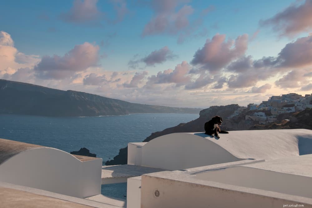 101 Unique Greek Dog Names: Mythical, Modern & Meaningful