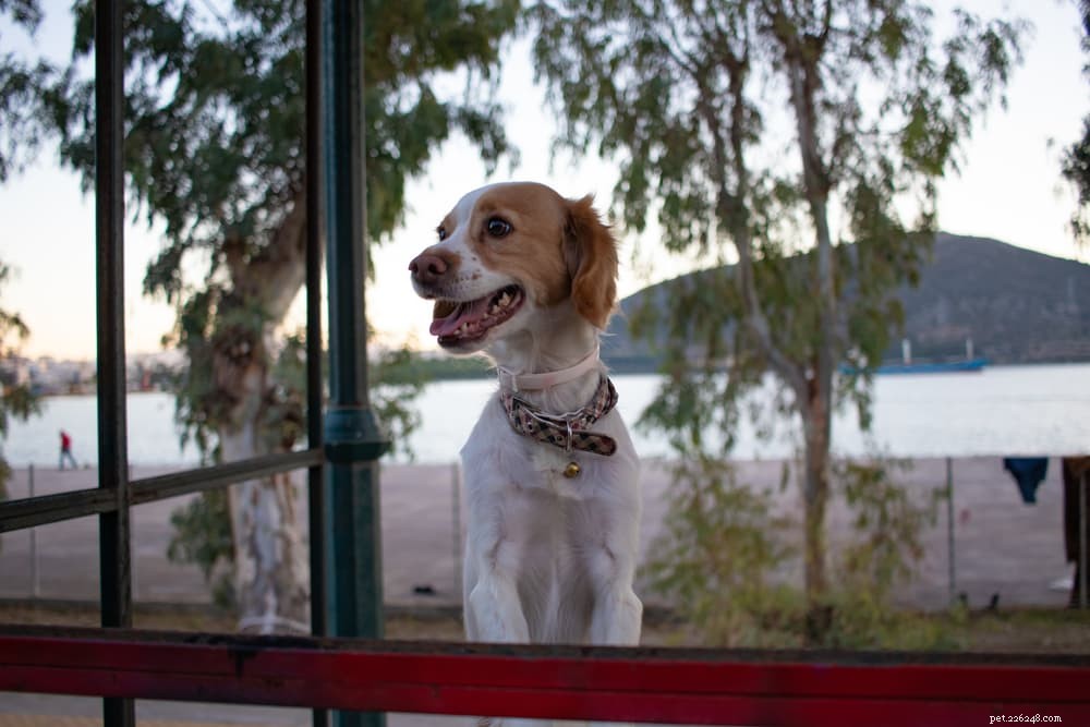 101 Unique Greek Dog Names: Mythical, Modern & Meaningful