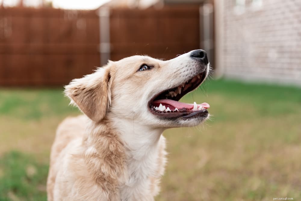 101 Unique Greek Dog Names: Mythical, Modern & Meaningful