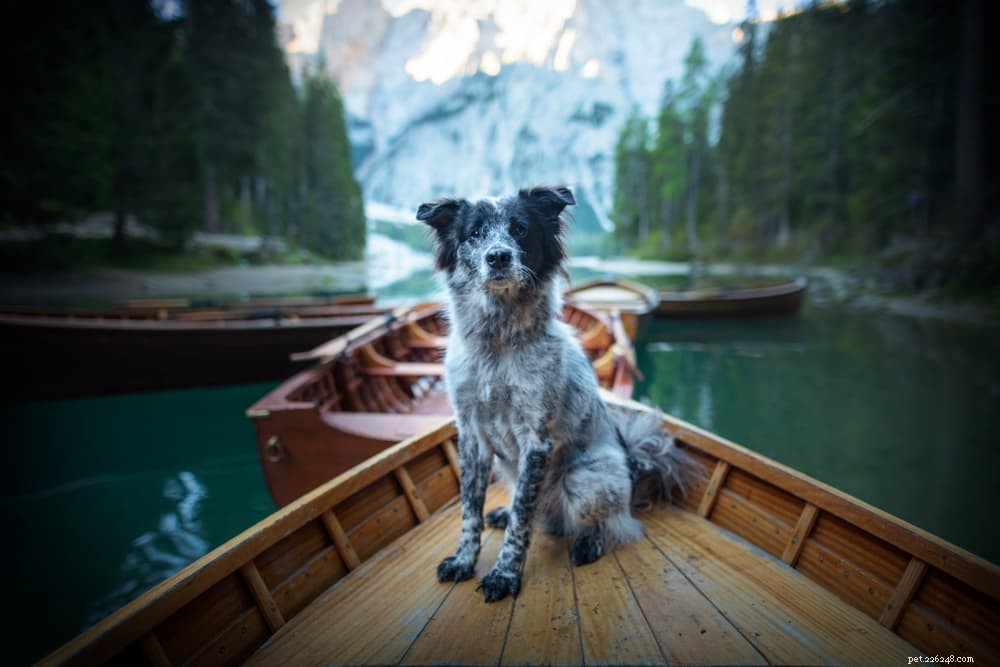 78 Delightful Italian Dog Names for Your Furry Companion