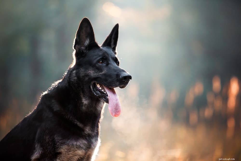 78 Delightful Italian Dog Names for Your Furry Companion