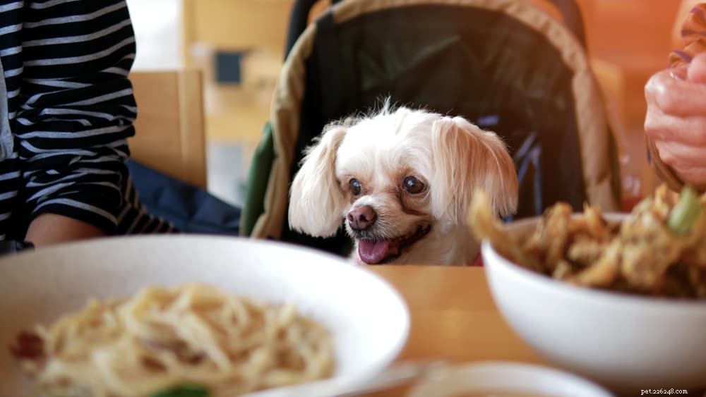 78 Delightful Italian Dog Names for Your Furry Companion