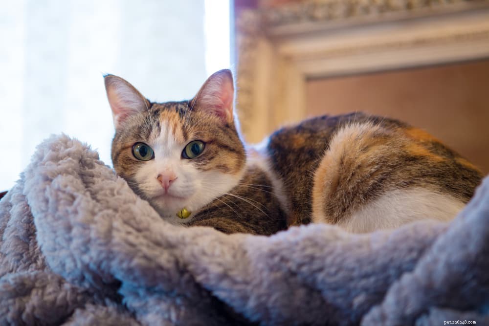 77 Unique Names for Your Tri‑Color Calico Cat