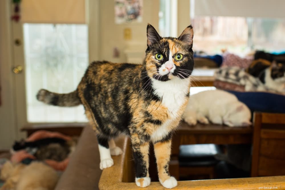 77 Unique Names for Your Tri‑Color Calico Cat
