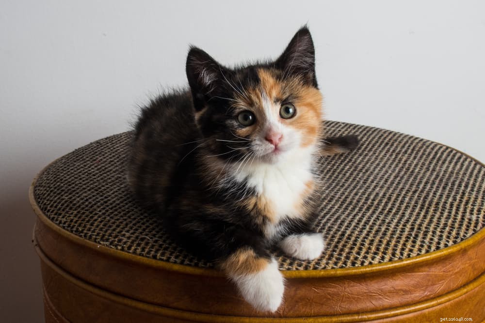 77 Unique Names for Your Tri‑Color Calico Cat