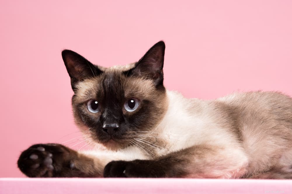 62 Hand‑picked Siamese Cat Names: Classic, Quirky & Elegant