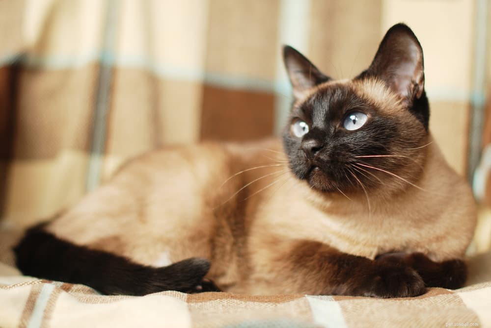 62 Hand‑picked Siamese Cat Names: Classic, Quirky & Elegant