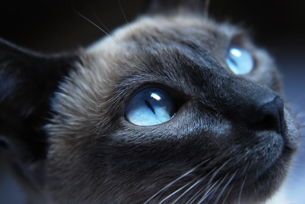 62 Hand‑picked Siamese Cat Names: Classic, Quirky & Elegant