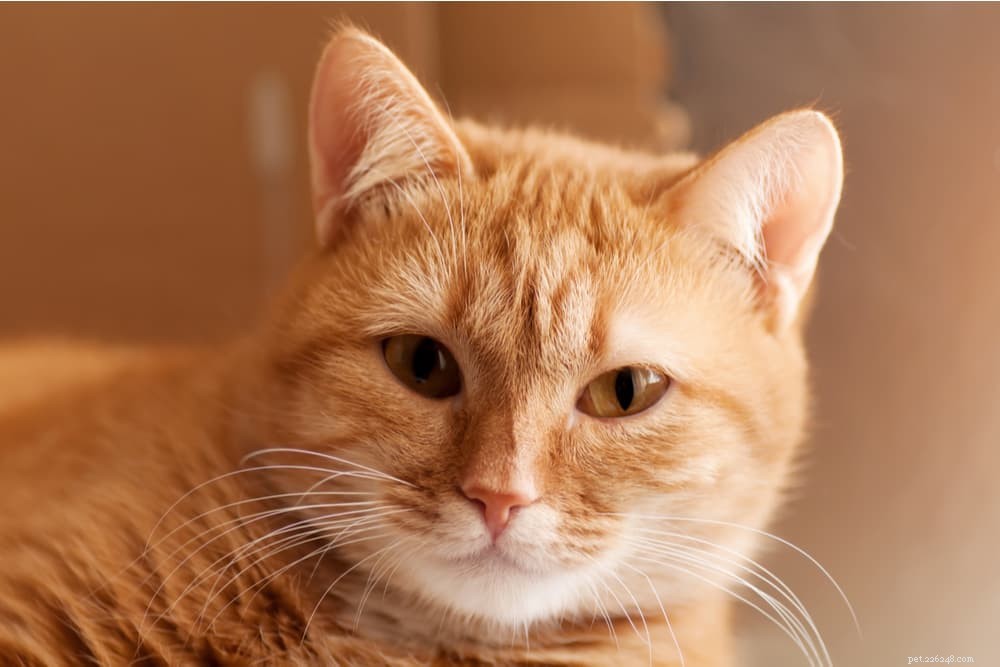 40 Unique Orange Cat Names for Your Ginger-Furred Friend