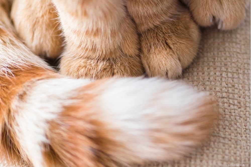 40 Unique Orange Cat Names for Your Ginger-Furred Friend