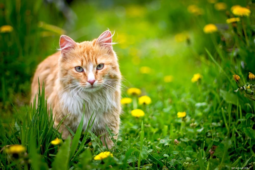 40 Unique Orange Cat Names for Your Ginger-Furred Friend