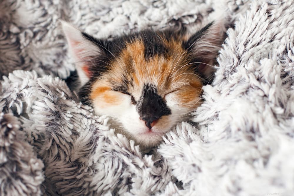 40 Unique Orange Cat Names for Your Ginger-Furred Friend