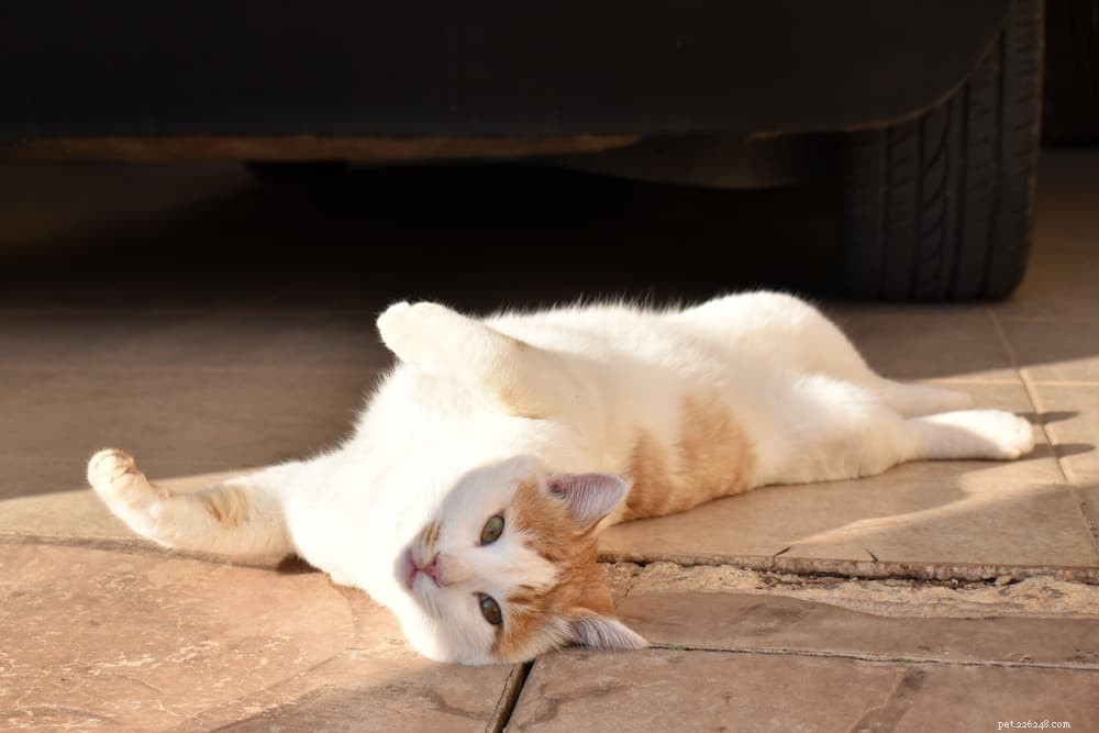 40 Unique Orange Cat Names for Your Ginger-Furred Friend