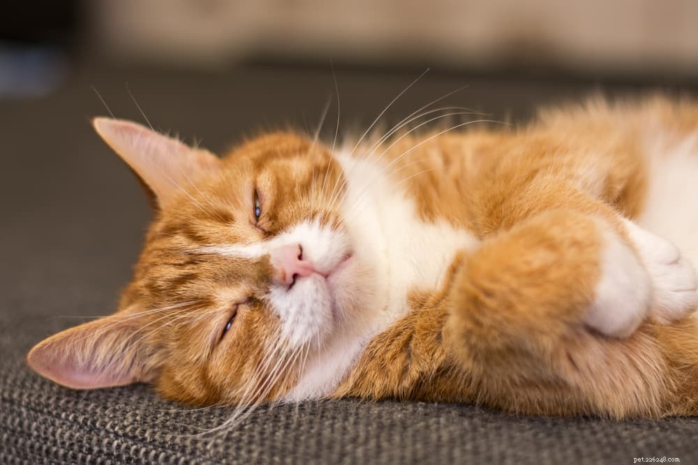 40 Unique Orange Cat Names for Your Ginger-Furred Friend
