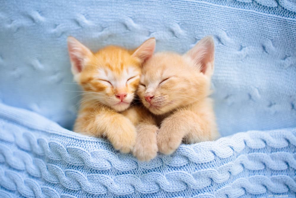 28 Elegant Names for Your Sweet, Gentle Cat