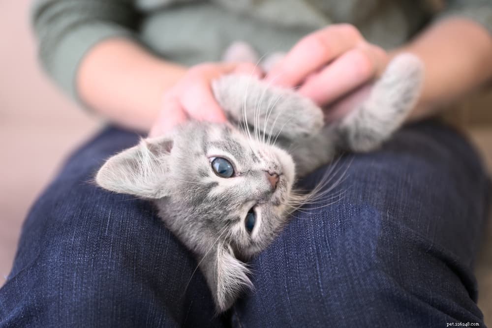 28 Elegant Names for Your Sweet, Gentle Cat