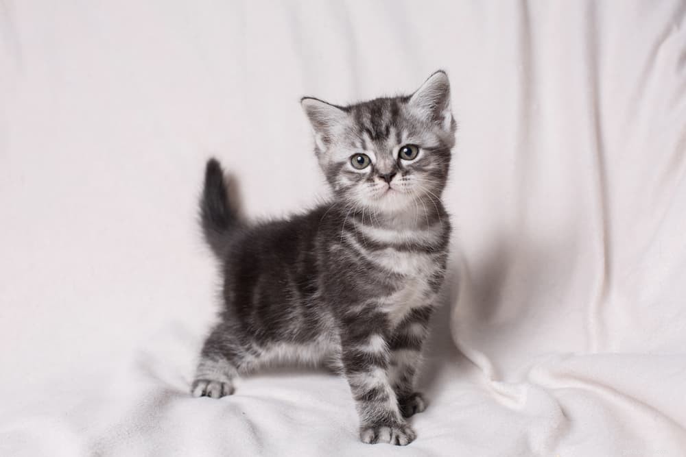 28 Elegant Names for Your Sweet, Gentle Cat