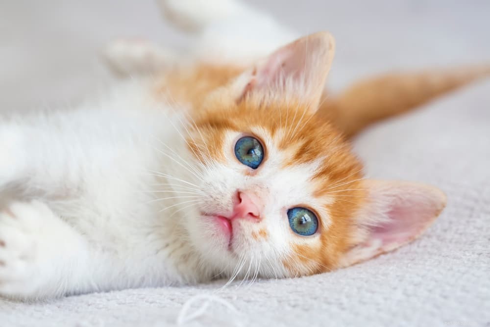 28 Elegant Names for Your Sweet, Gentle Cat
