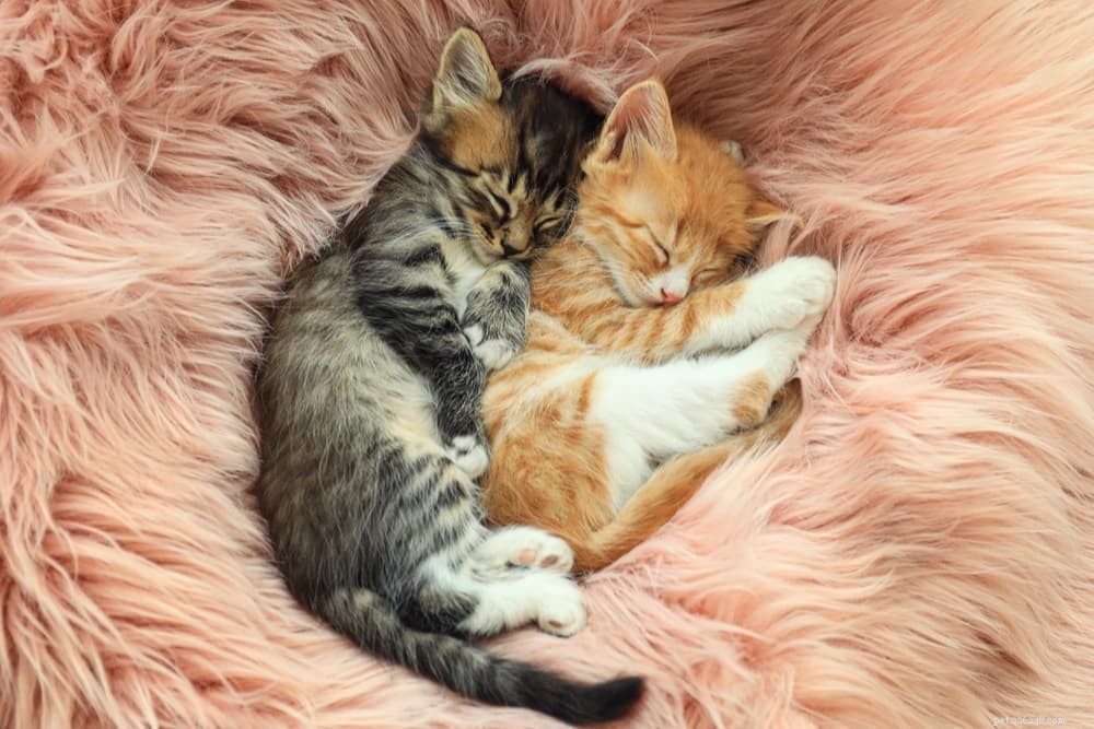 28 Elegant Names for Your Sweet, Gentle Cat