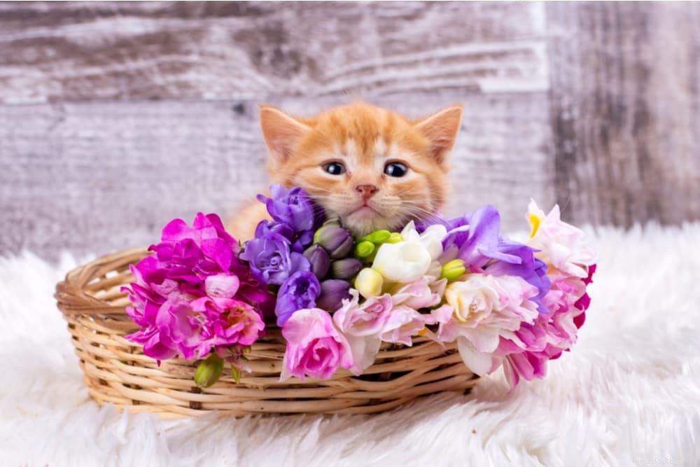 28 Elegant Names for Your Sweet, Gentle Cat