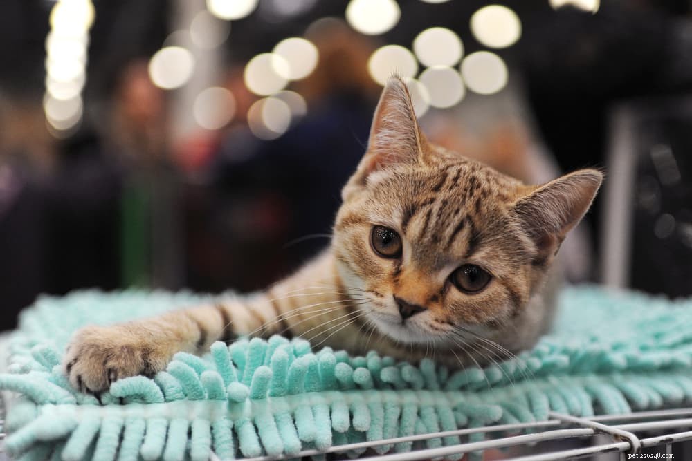 28 Elegant Names for Your Sweet, Gentle Cat