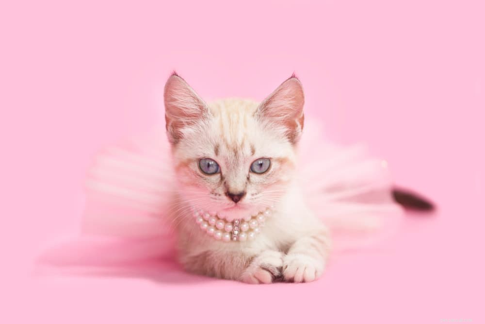 87 Elegant French Cat Names for Your Sophisticated Companion