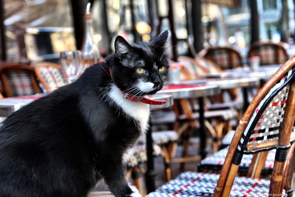 87 Elegant French Cat Names for Your Sophisticated Companion