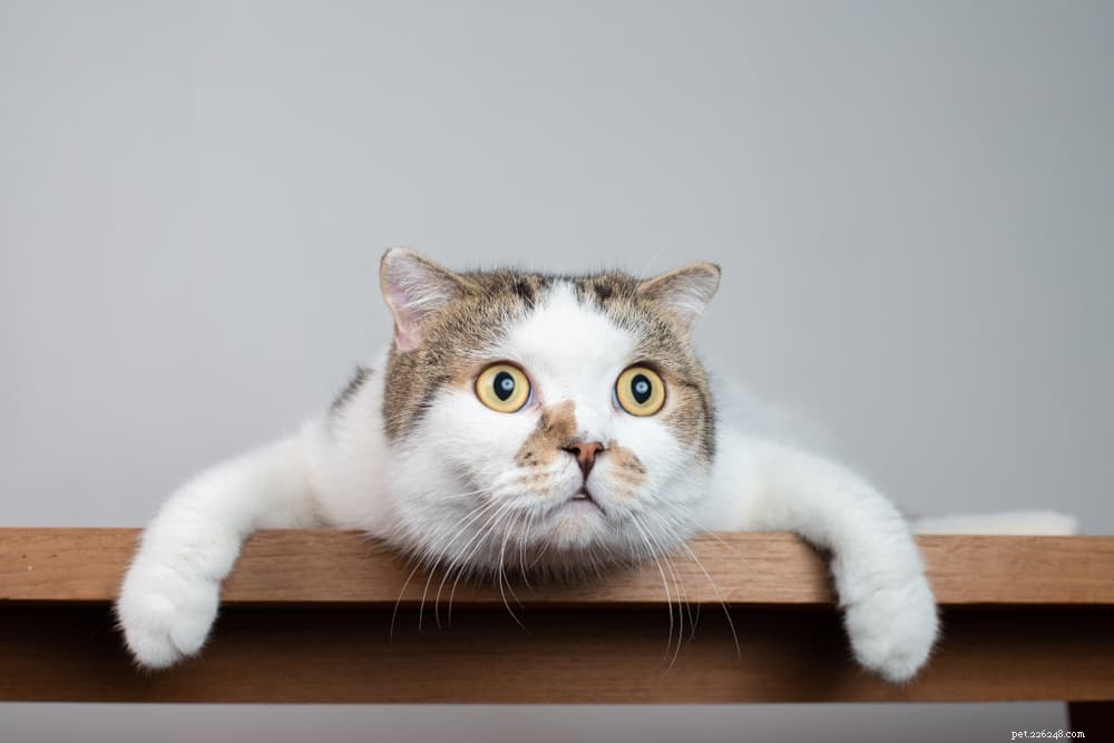 87 Elegant French Cat Names for Your Sophisticated Companion