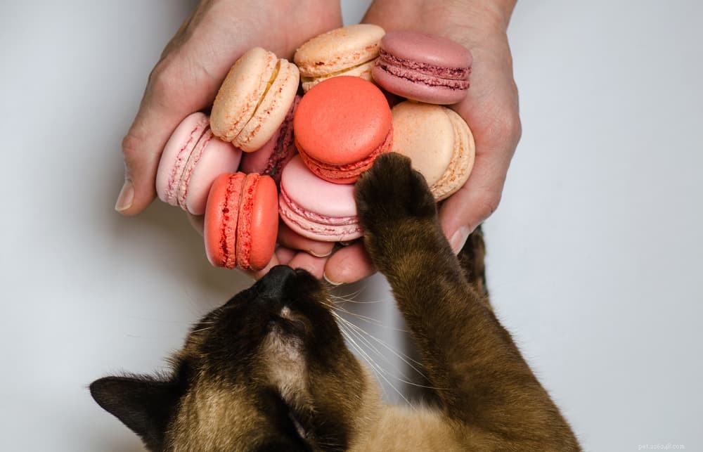 87 Elegant French Cat Names for Your Sophisticated Companion