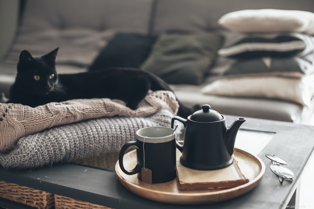 87 Elegant French Cat Names for Your Sophisticated Companion