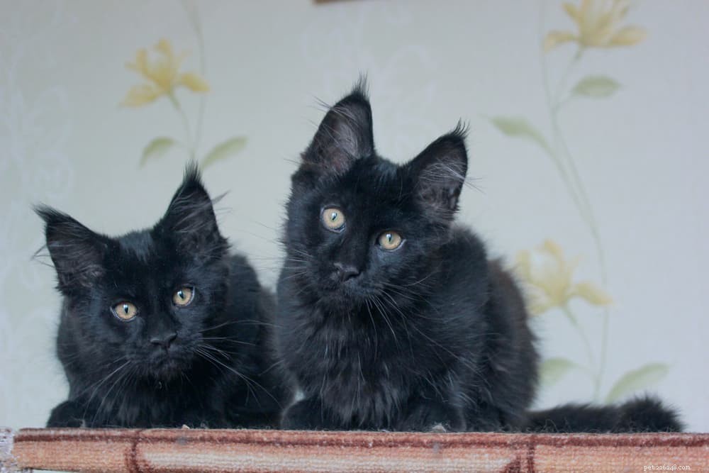 139 Charming Names for Black Cats – Find the Perfect Moniker