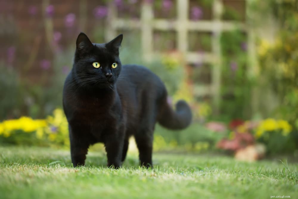 139 Charming Names for Black Cats – Find the Perfect Moniker