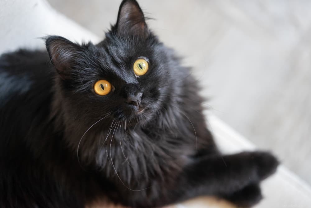 139 Charming Names for Black Cats – Find the Perfect Moniker