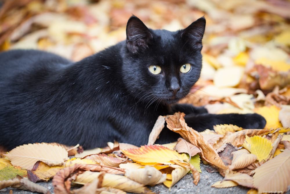 139 Charming Names for Black Cats – Find the Perfect Moniker