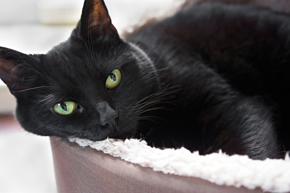 139 Charming Names for Black Cats – Find the Perfect Moniker