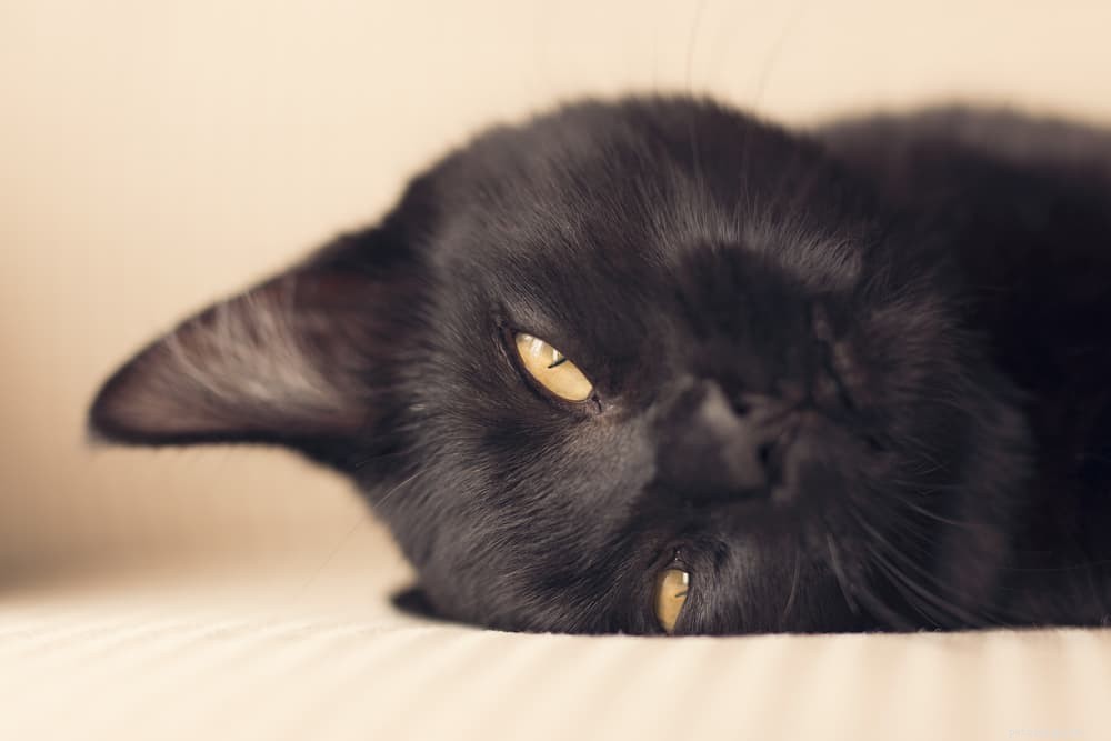 139 Charming Names for Black Cats – Find the Perfect Moniker