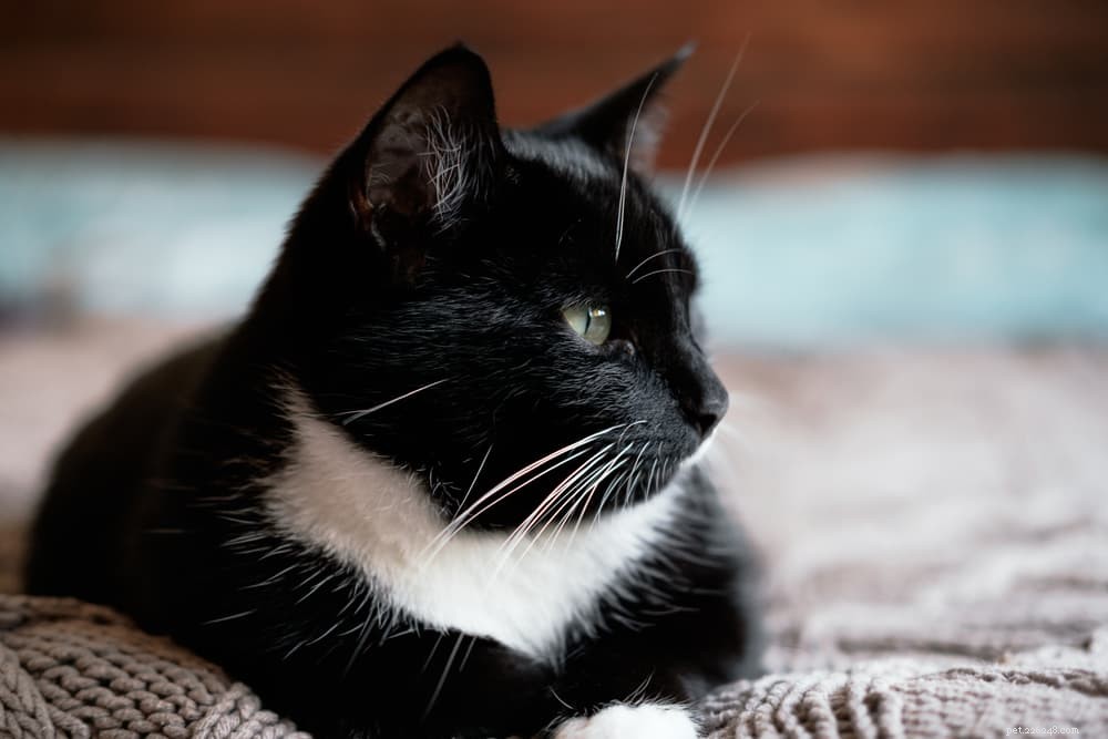 139 Charming Names for Black Cats – Find the Perfect Moniker