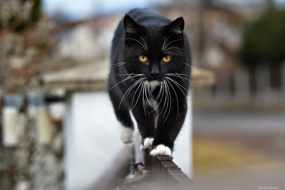 139 Charming Names for Black Cats – Find the Perfect Moniker